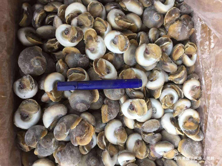 廣州南沙港進口印度水產(chǎn)品報關資料冷凍鳳螺長腿案例