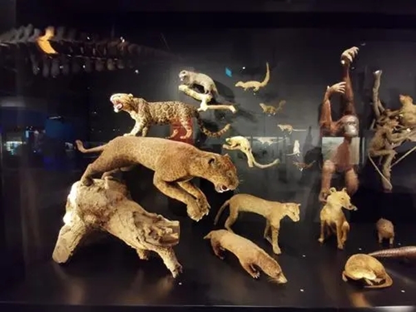 1638358728158483.jpg 廣州動物標本進口清關公司帶你了解標本進口.webp_副本.jpg