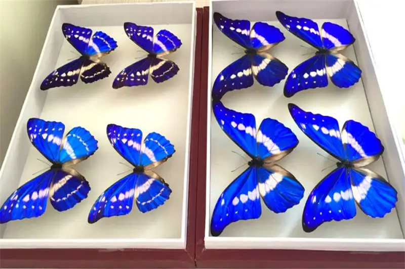 1665480439769097.png 蝴蝶標(biāo)本進(jìn)口報關(guān)代理.png